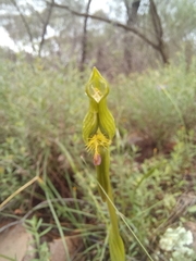 Pterostylis plumosa