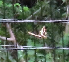 Papilio demodocus demodocus