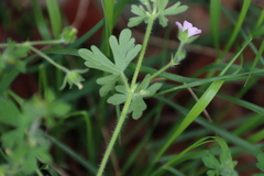 Geranium gardneri