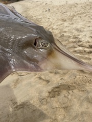 Aptychotrema rostrata