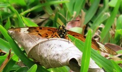 Acraea encedon encedon