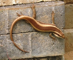 Trachylepis striata
