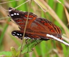 Junonia natalica natalica