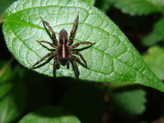 Trochosa