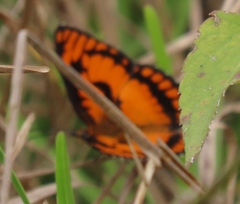 Byblia anvatara acheloia