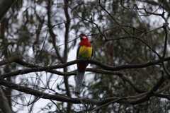 Platycercus eximius eximius