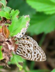 Leptotes pirithous