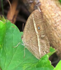 Brakefieldia perspicua perspicua