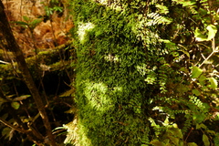 Hymenodon pilifer