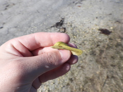 Anadara secticostata