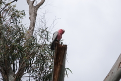 Eolophus roseicapilla albiceps