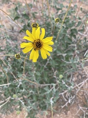 Encelia asperifolia