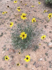 Encelia asperifolia