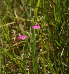 Impatiens chinensis