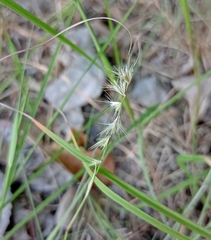 Bouteloua rigidiseta