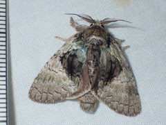 Farigia