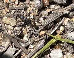 Camponotus aeneopilosus