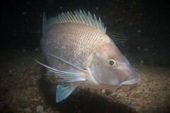 Nemadactylus douglasii