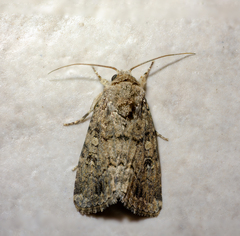 Spodoptera cilium