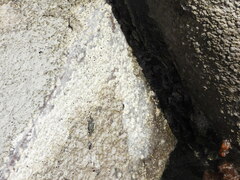 Pachygrapsus transversus