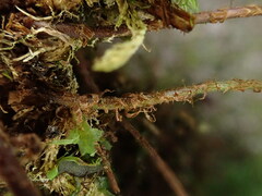 Dryopteris glabra pusilla