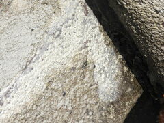 Pachygrapsus transversus