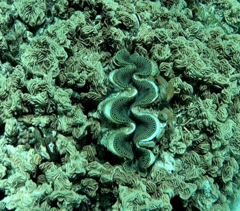 Tridacna