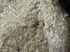 Pachygrapsus transversus