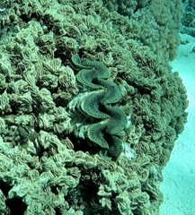 Tridacna