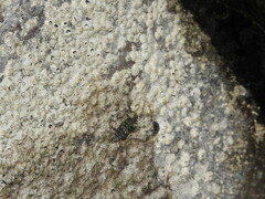 Pachygrapsus transversus