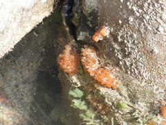 Ecteinascidia turbinata