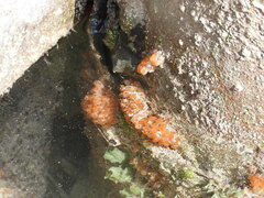 Ecteinascidia turbinata