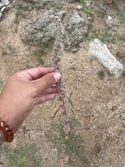Amaranthus fimbriatus