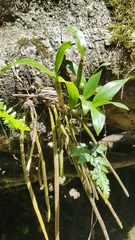 Dendrobium gracilicaule