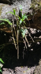 Dendrobium gracilicaule