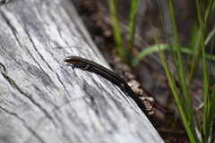 Pseudemoia rawlinsoni