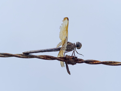 Erythrodiplax funerea