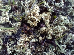 Xanthoparmelia semiviridis