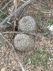 Mammillaria dioica dioica