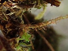 Dryopteris glabra pusilla