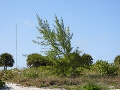 Casuarina equisetifolia