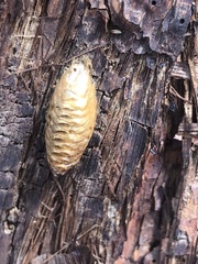 Orthodera
