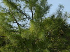 Casuarina equisetifolia