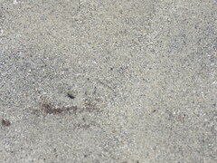 Bathygobius soporator