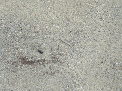 Bathygobius soporator