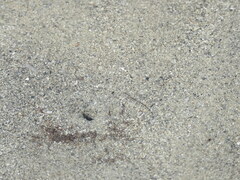 Bathygobius soporator