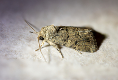 Spodoptera cilium