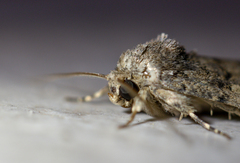 Spodoptera cilium