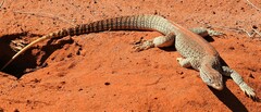 Varanus gouldii