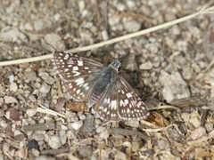 Burnsius albescens